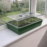 Seed Spa Green Propagator on a windowsill with seedlings in