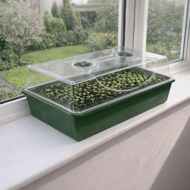 Seed Spa Green Propagator on a windowsill with seedlings in