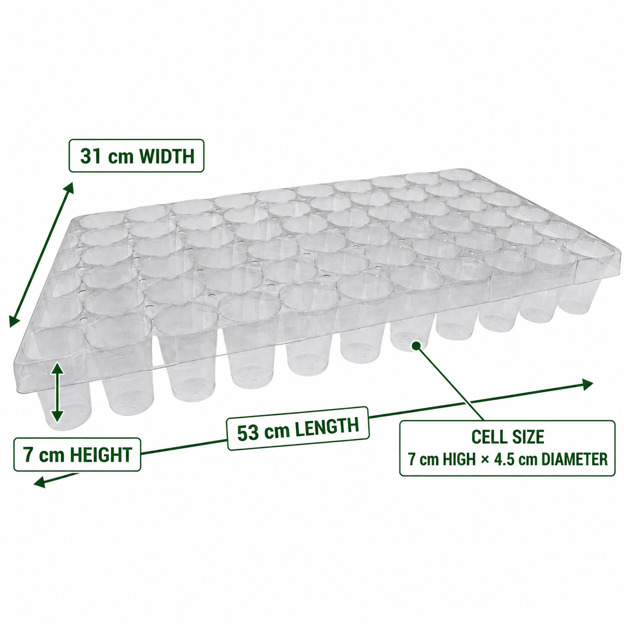 Clear 60-cell orchid seed tray measuring 53 cm long, 31 cm wide and 7 cm high, with cells measuring 7 cm high and 4.5 cm in diameter.
