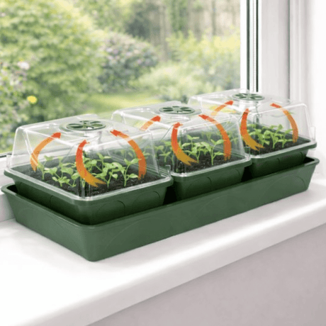 Green seedling propagator with transparent covers on a windowsill