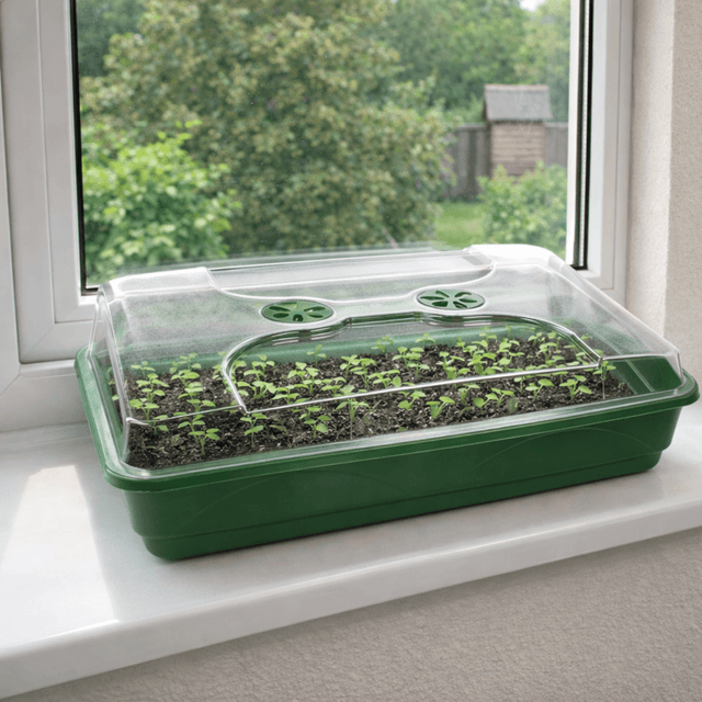 Green seedling tray with transparent lid on a windowsill