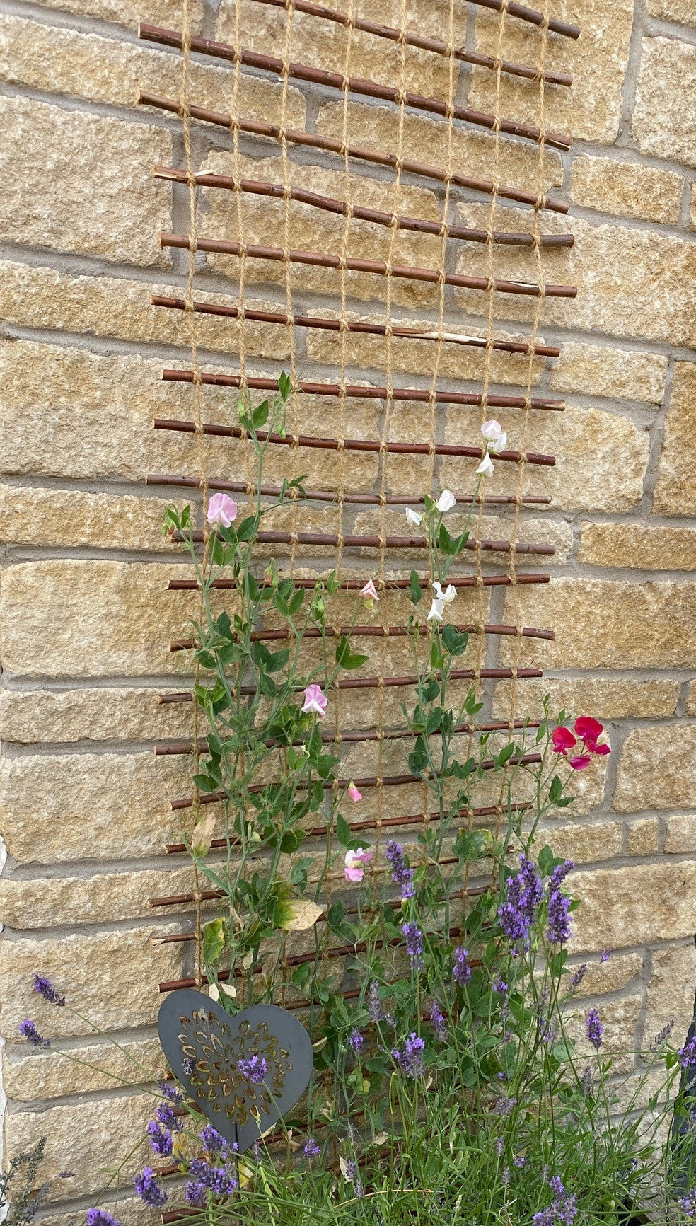 plant to grow up trellis Woven Willow Plant Trellis – Gardening Naturally