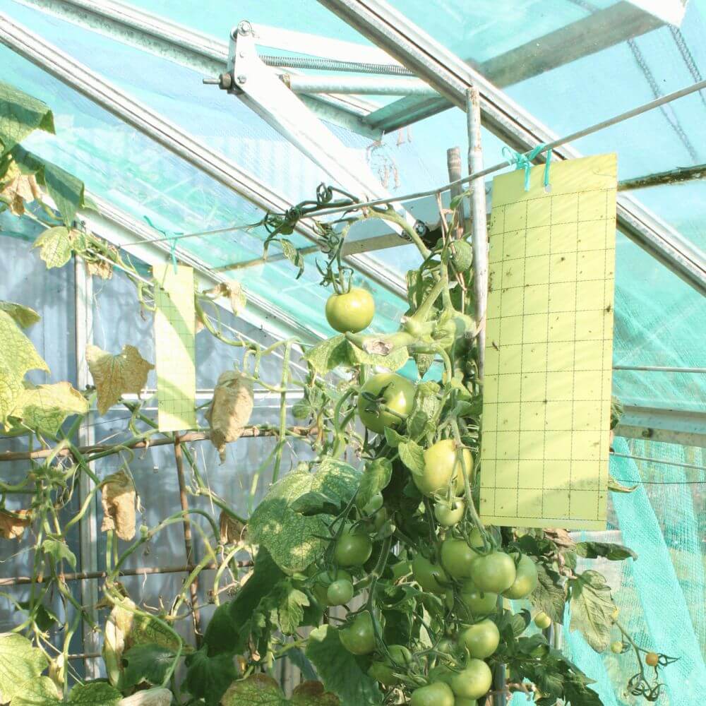 Yellow sticky trap hanging in greenhouse for pest control