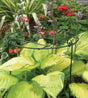 A green powder-coated steel wire plant support frame standing in a garden setting, with plants growing through it.