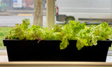 large aluzinc windowsill planter with cabbage in