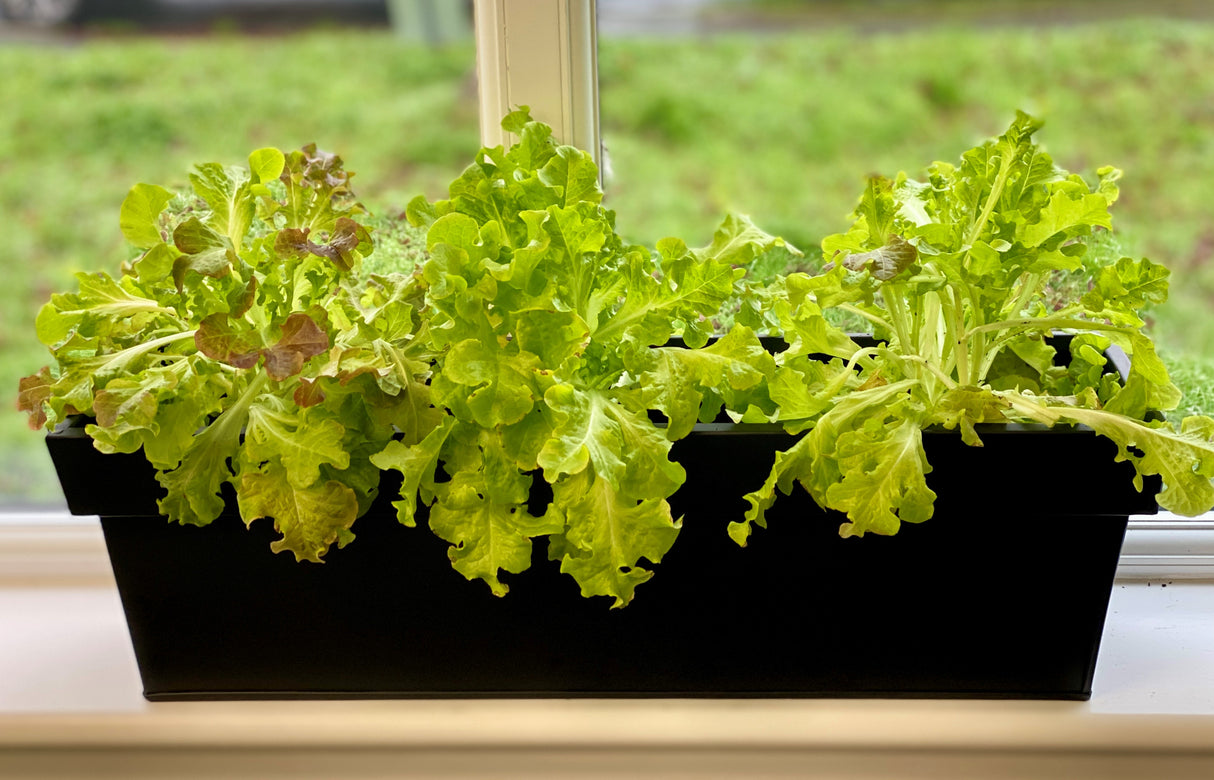 medium aluzinc planter on windowsill