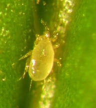 Amblyseius Andersoni 200 Spider Mite Control