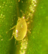 Spider Mite Control Anderline AA (Amblyseius andersoni) Tube of 25,000