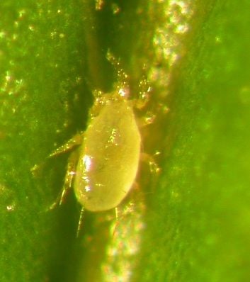 Spider Mite Control Anderline AA (Amblyseius andersoni) Tube of 25,000