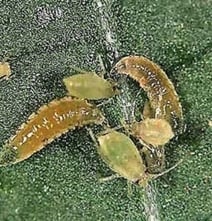 Aphid Control Aphidoletes aphidimyza 1000 Pupae