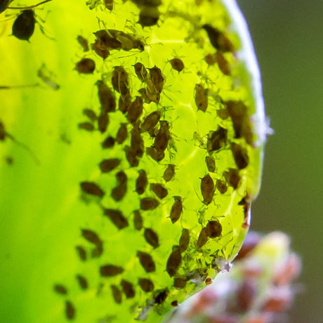 blackfly on a plant