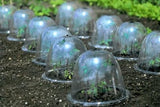 Victorian sytle bell cloches in garden with seedlings