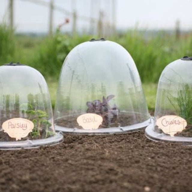 Three  bell-shaped cloches of different sizes placed on soil, each with a label 