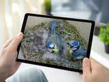 Bird box camera viewing on tablet.