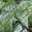 Bird Netting close up showing how to cover vegetables