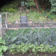Vegetable cage with bird netting and vegetables