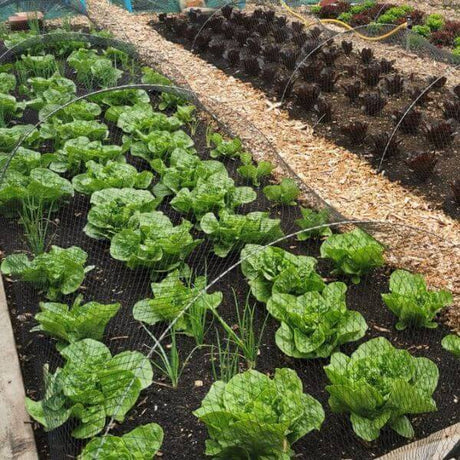 black bird netting on garden hoops