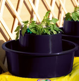 Rows of green tomato growpots filled with soil and tomatoes 