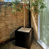 black cube metal planter outside a house