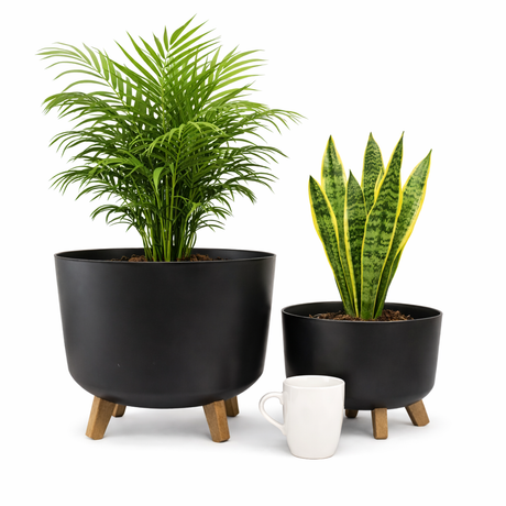 Two potted plants in black pots with a white cup on a white background