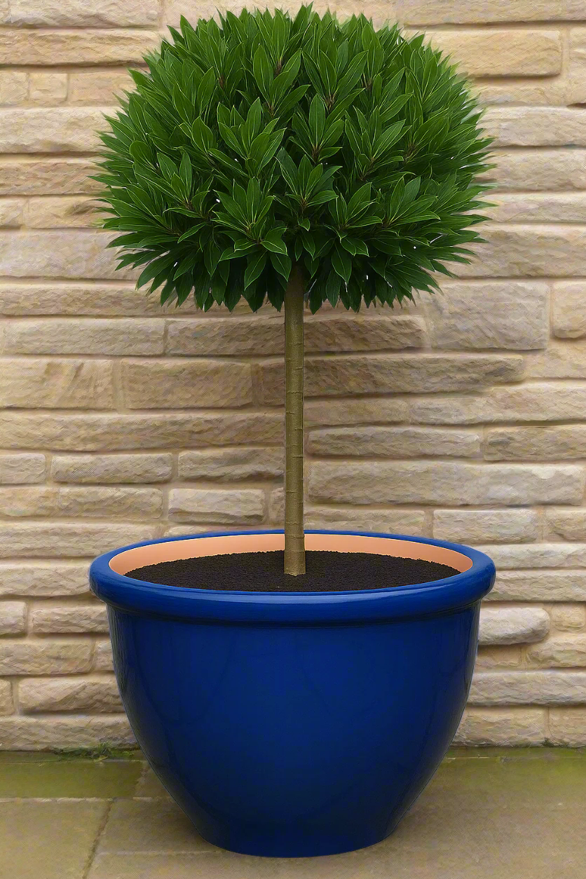glazed blue pot with baytree