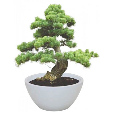 A mature Jerusalem pine bonsai in a white ceramic bowl planter.