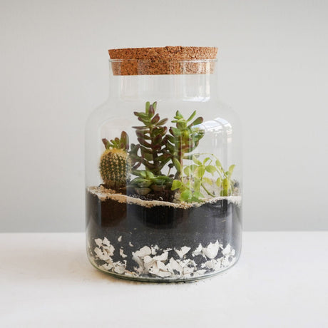 bottle shape glass terrarium kit