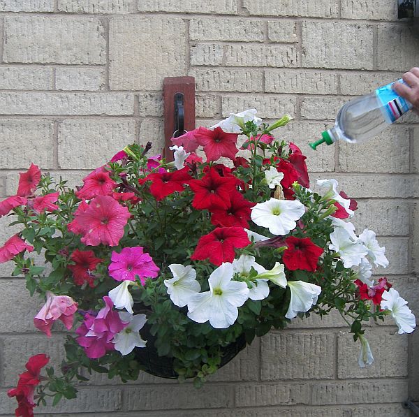 bottle top waterer watering hanging basket