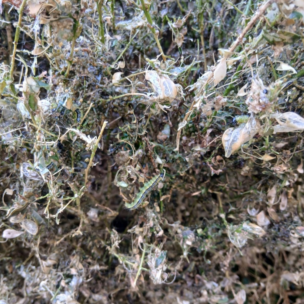box moth tree damage