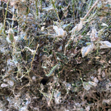 box moth tree damage