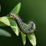 box moth caterpillar on hedge for identification