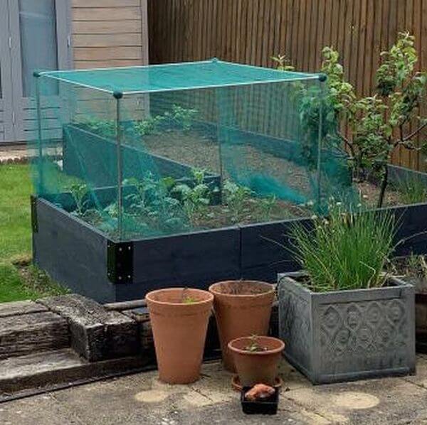 brassica cage with green netting to stop cabbage white butterflies in garden