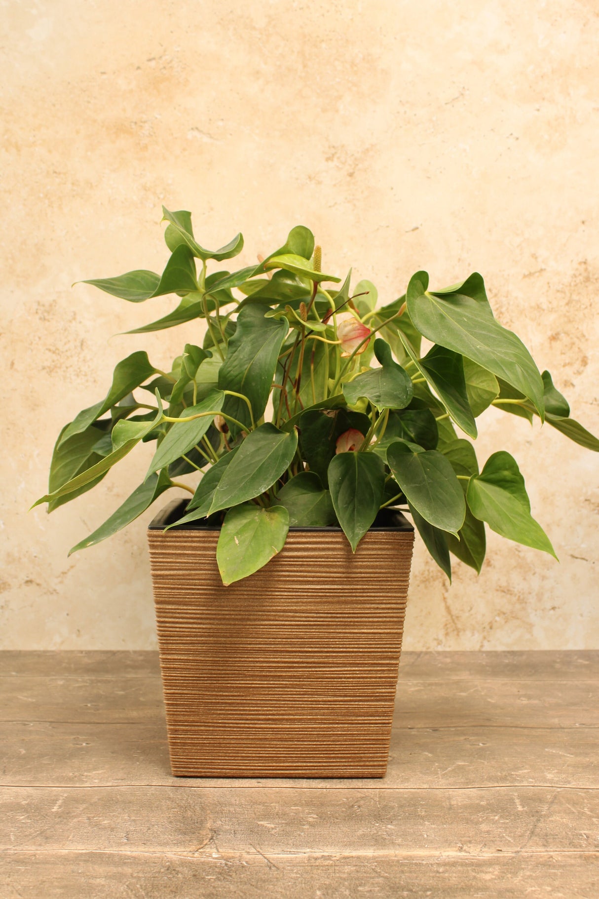 Green houseplant displayed in a brown ribbed square plant pot