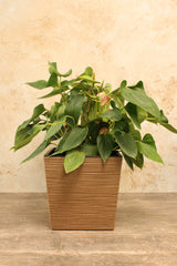 Green houseplant displayed in a brown ribbed square plant pot