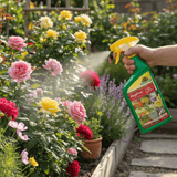 bugfree bug spray being sprayed on roses