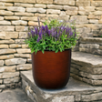 burnt orange flower pot with lavender