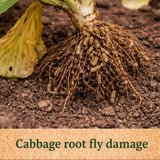 Cabbage root with visible root damage caused by cabbage root fly on soil background.