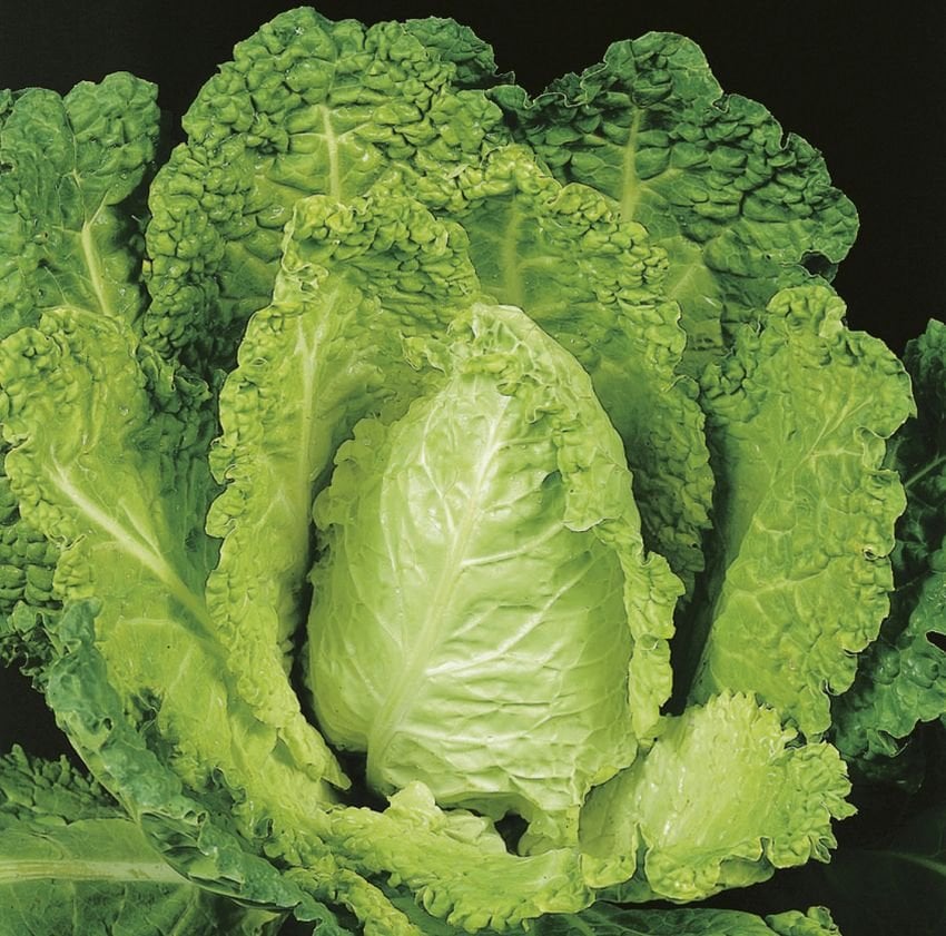 A mature organic cabbage with densely packed green leaves.