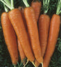 A group of fresh organic carrots with leaf tops, displaying their bright orange color.