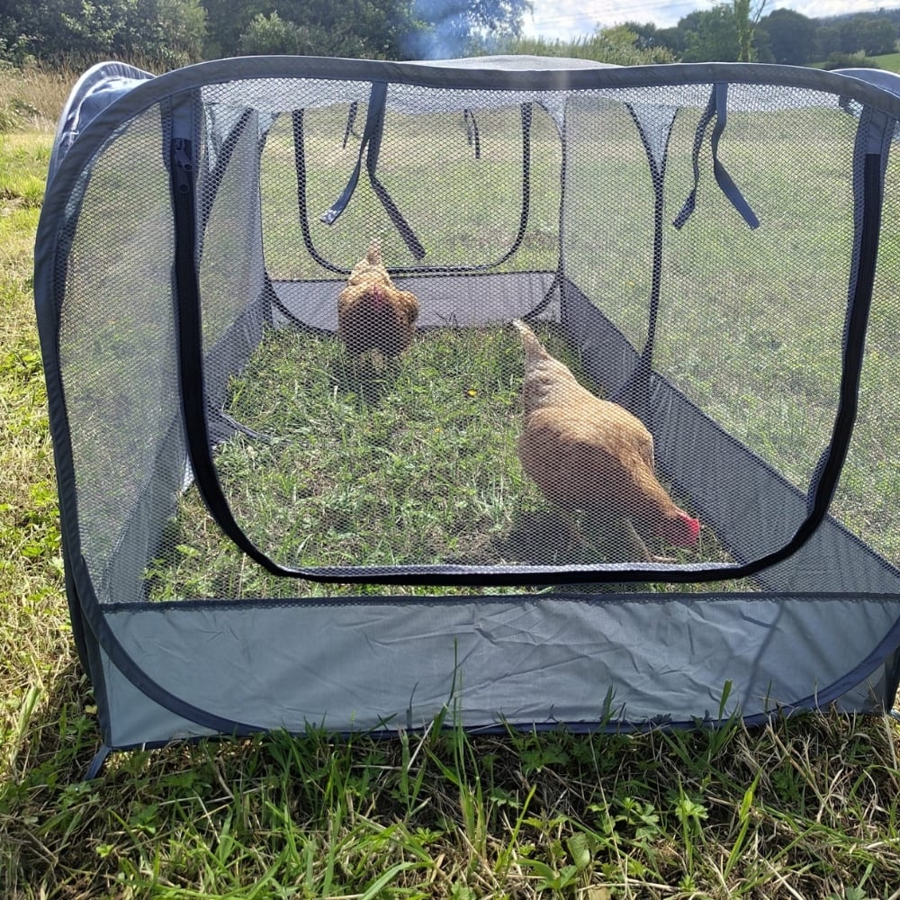 Chickens in the chicken run feeding in netting run