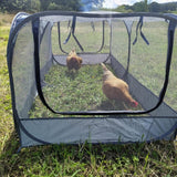 Chickens in the chicken run feeding in netting run