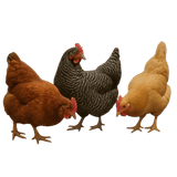 chickens looking around