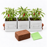 Three potted chili pepper plants in white rectangular containers on a matching tray, with a brown coir plug and a green packet displayed in front on a white background.