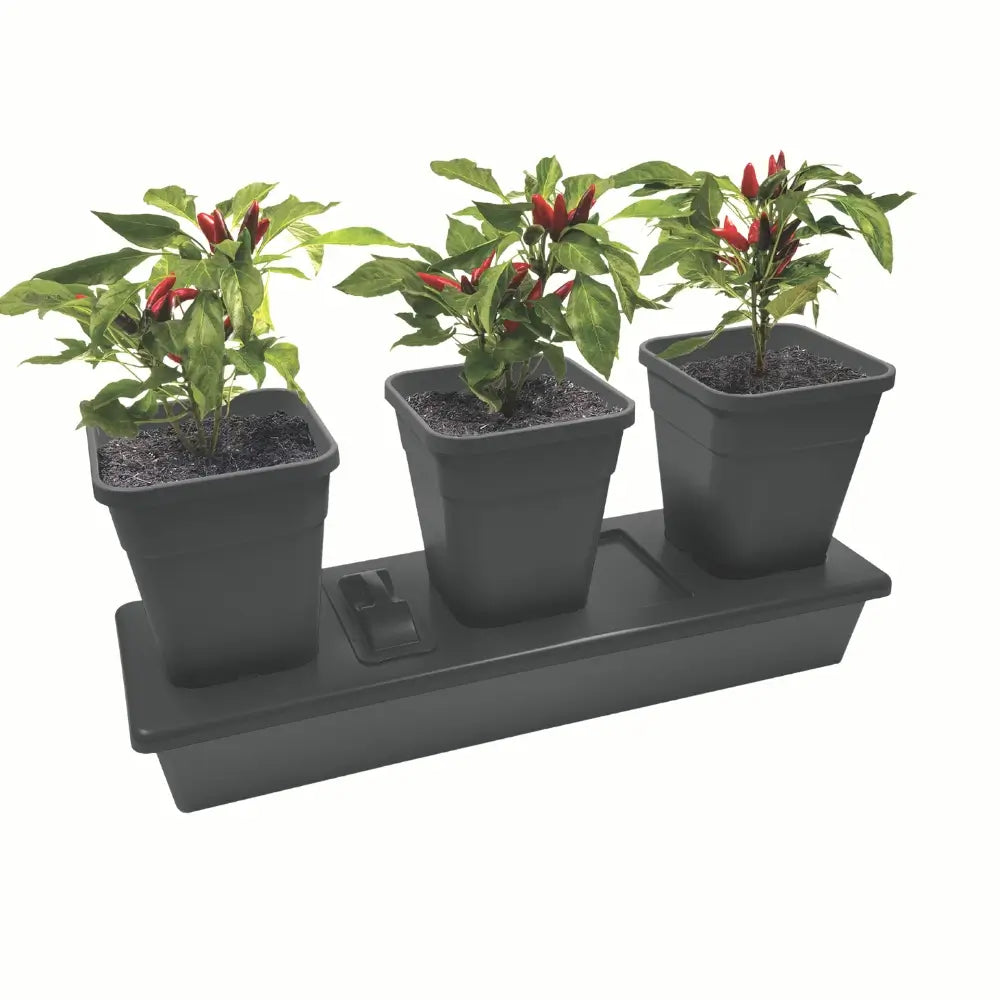 chilli plant pots Chilligrow 3-Pot Self-Watering Chilli Planter – Gardening Naturally