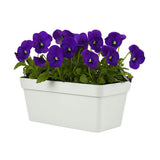 White planter with purple flowers on a white background