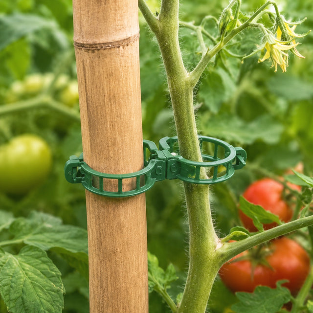 Green tomato support clip on a tomato plant with green and red tomatoes.