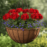 close of red flowers in coco liner in hanging basket
