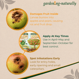 Gardening naturally infographic about fruit damage by larvae, with images of apples and text on a beige background.