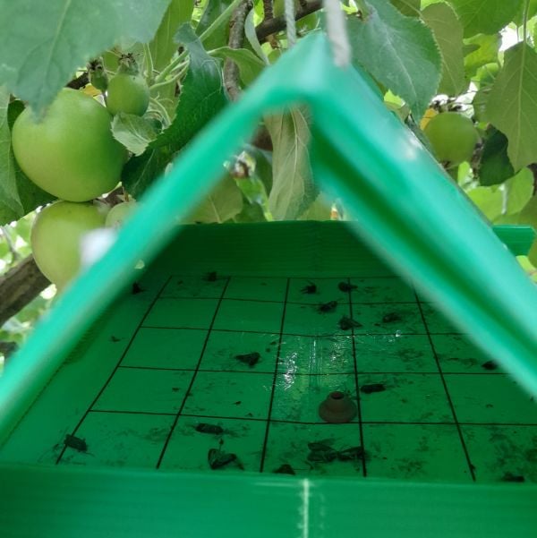 Codling moth trap with dead moths hanging in apple tree