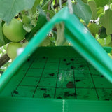 Codling moth trap with dead moths hanging in apple tree